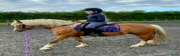 Welsh Section C horses for sale: Beautiful Welsh section c in Saffron Walden - Advert 5