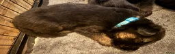 German Shepherd dogs for sale: 11 adorable bouncy German Shepard puppies  - Advert 17