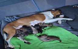 American Bulldog dogs for sale: 11 little hearts need their forever home - Advert 13