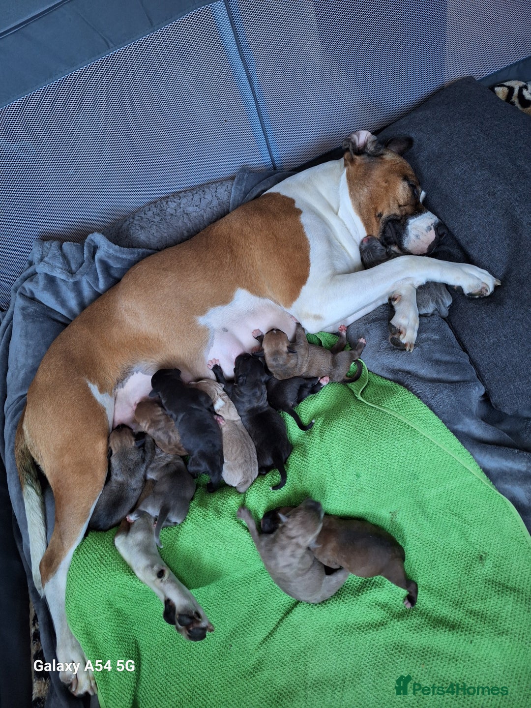American Bulldog dogs for sale: 11 little hearts need their forever home - Advert 13