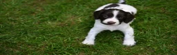 English Springer Spaniel dogs for sale: Kennel club registered Springer Spaniel Puppies - Advert 5