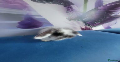 Mini Lop rabbits - Advert 8
