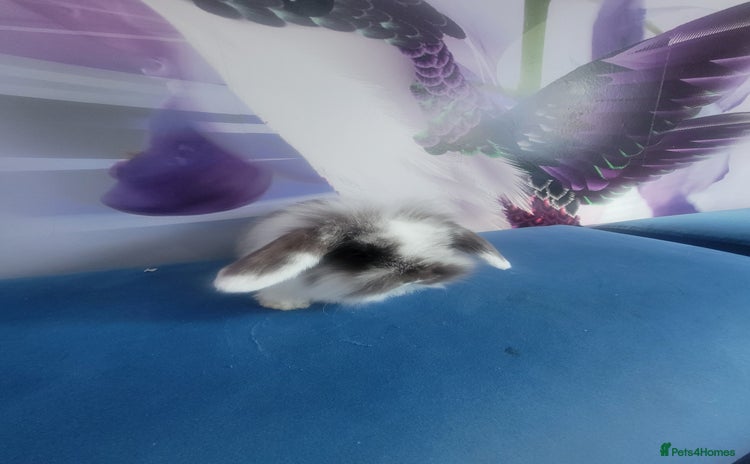 Mini Lop rabbits - Advert 1
