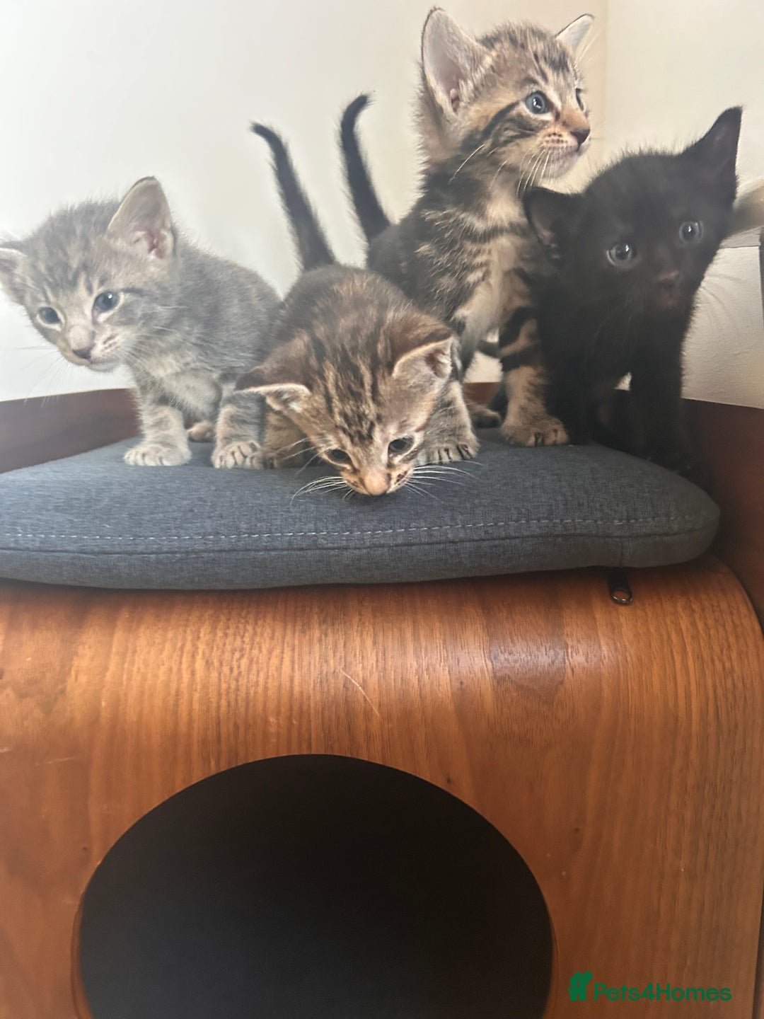 Oriental cats for sale: Oriental/ Siamese kittens  - Advert 15