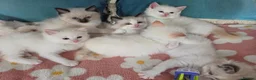Ragdoll cats for sale: GCCF registered Ragdoll kittens  - Advert 8