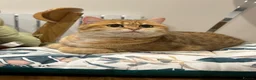 British Shorthair cats for sale: Pedigree BSH golden kitten TICA registered - Advert 7