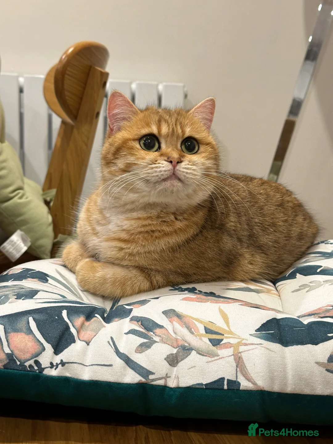 British Shorthair cats for sale: Pedigree BSH golden kitten TICA registered - Advert 7