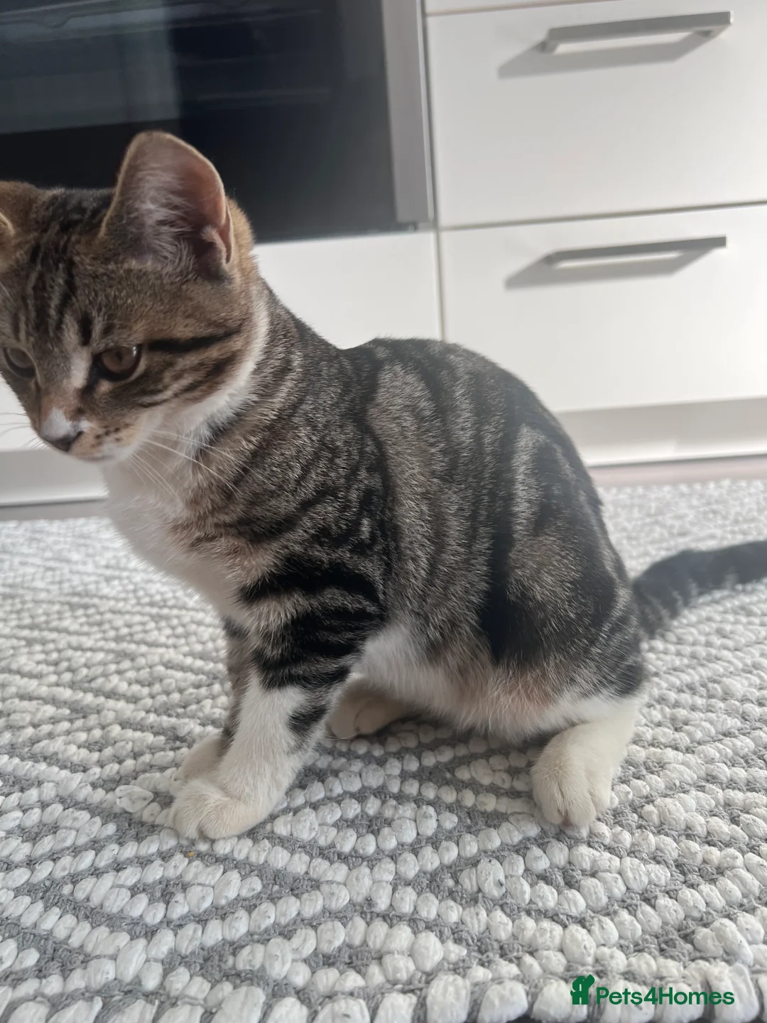 Bengal cats for sale: Kitten  - Advert 12