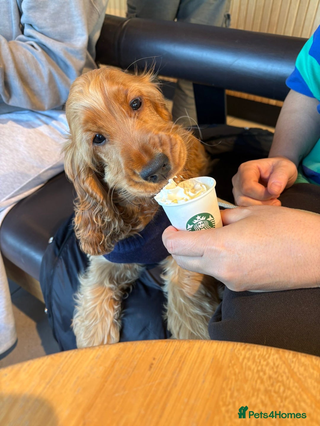 Cocker Spaniel dogs for stud: GOLDEN Show Cocker Pedigree Stud KC/BVA Tested in Bradford-on-Avon - Advert 23