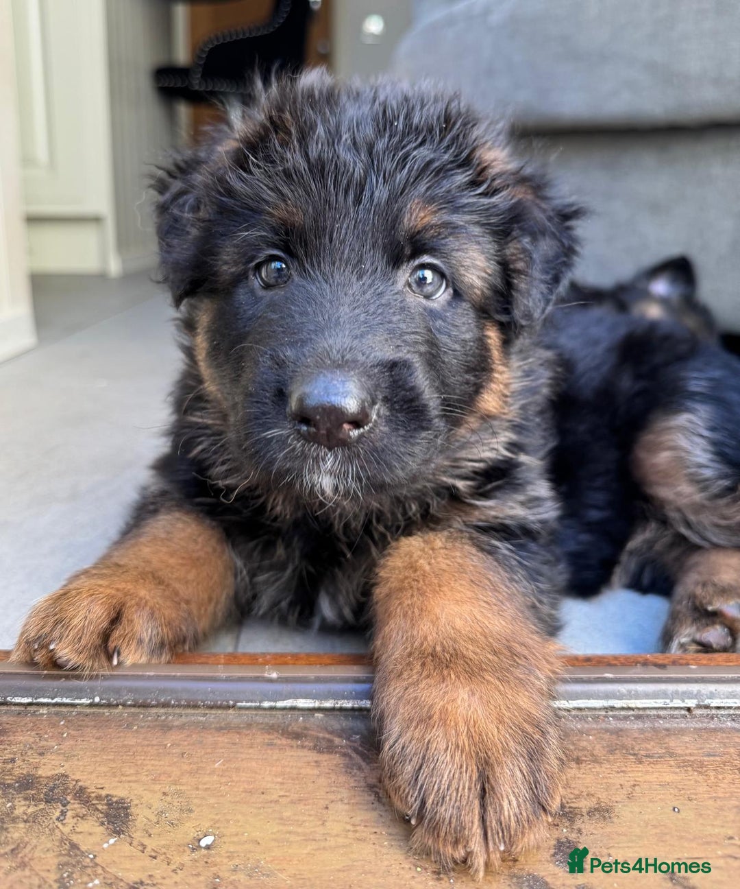German Shepherd dogs for sale: Gorgeous and healthy German Shepherds Puppies - Image 16