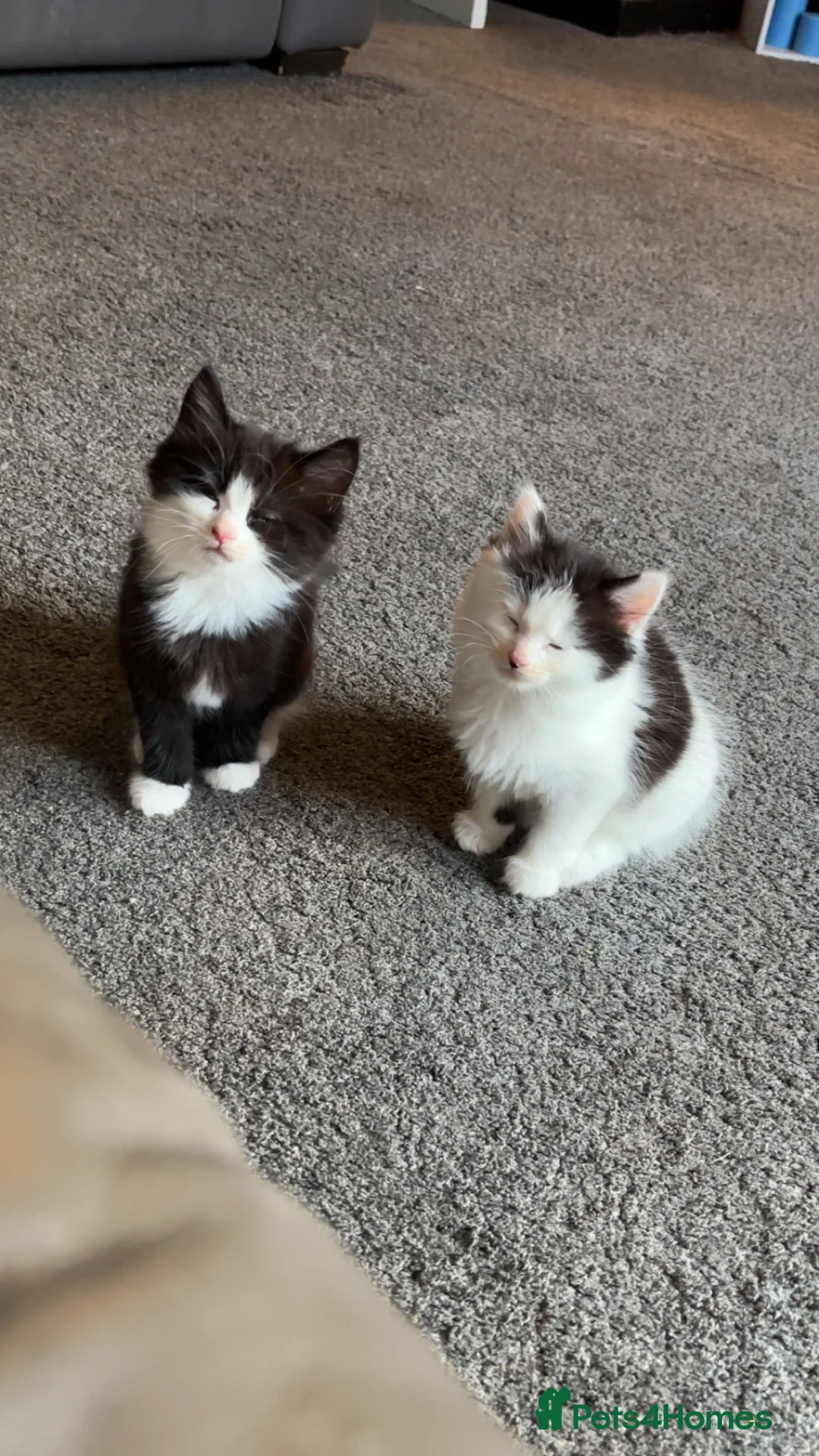 Mixed Breed cats for sale: 5 beautiful kittens for sale  - Advert 2
