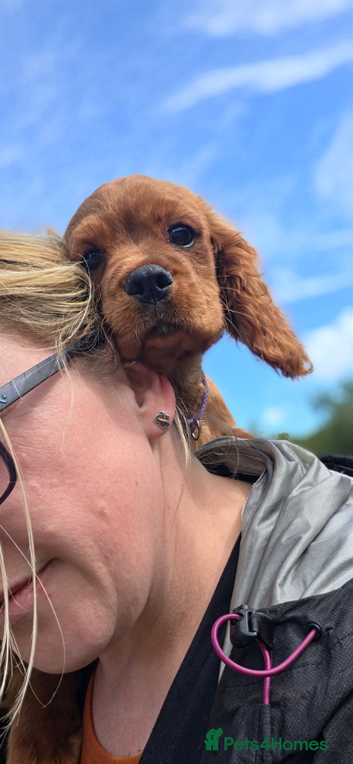 King Charles Spaniel dogs 1 girl 💗 1 boy 💙 left King Charles Spaniels  - Advert 2