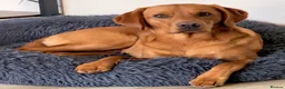 Labrador Retriever dogs for sale: KC registered Red Fox Labrador  in Bodmin - Advert 2