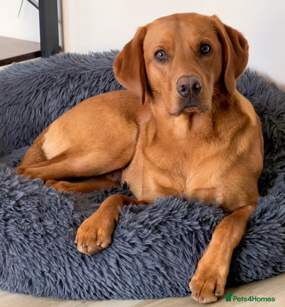 Labrador Retriever dogs for sale: KC registered Red Fox Labrador  in Bodmin - Advert 2