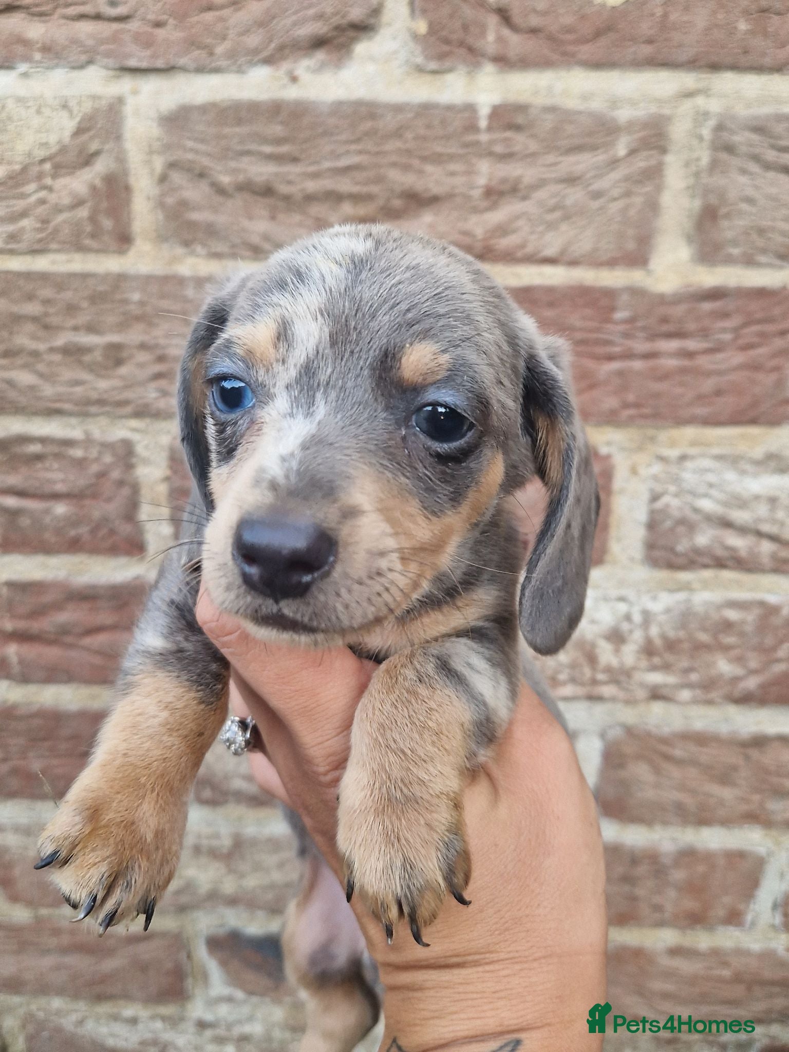 Miniature Dachshund dogs Blue dapple daxies beautiful colours - Advert 19
