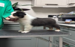 Australian Shepherd dogs for sale: Superbly Bred, Top Quality Pups - Advert 8