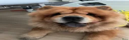Chow Chow dogs for sale: Beautiful unspayed female chow chow - 4 years old - Advert 7