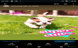 Mixed Breed dogs for sale: Healthy, happy, chappy - Image 5