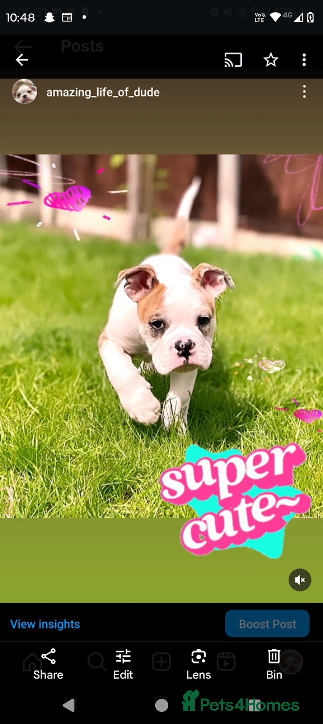 Mixed Breed dogs for sale: Healthy, happy, chappy - Image 5