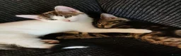 Mixed Breed cats for sale: 2 male kittens 1 black & 1 white  - Advert 3
