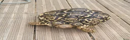 Tortoise reptiles for sale: Female leopard tortoise  - Advert 2