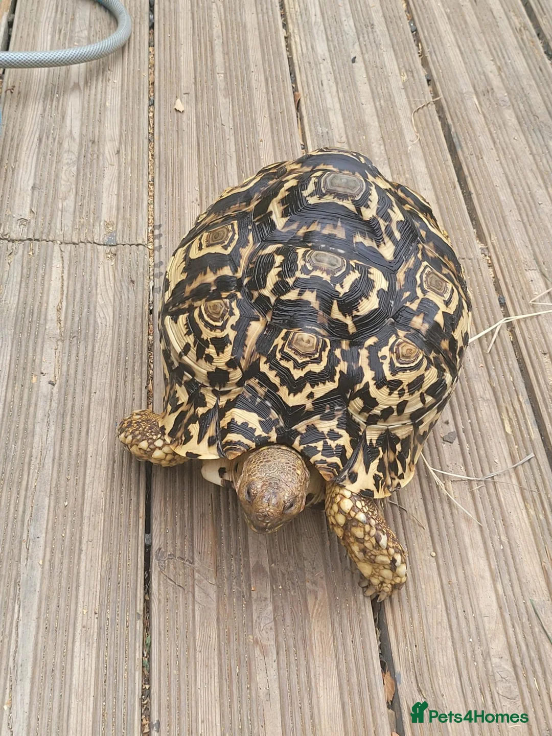 Tortoise reptiles for sale: Female leopard tortoise  - Advert 2