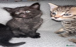 Domestic Shorthair cats for sale: 3 Domestic Kittens - Image 5
