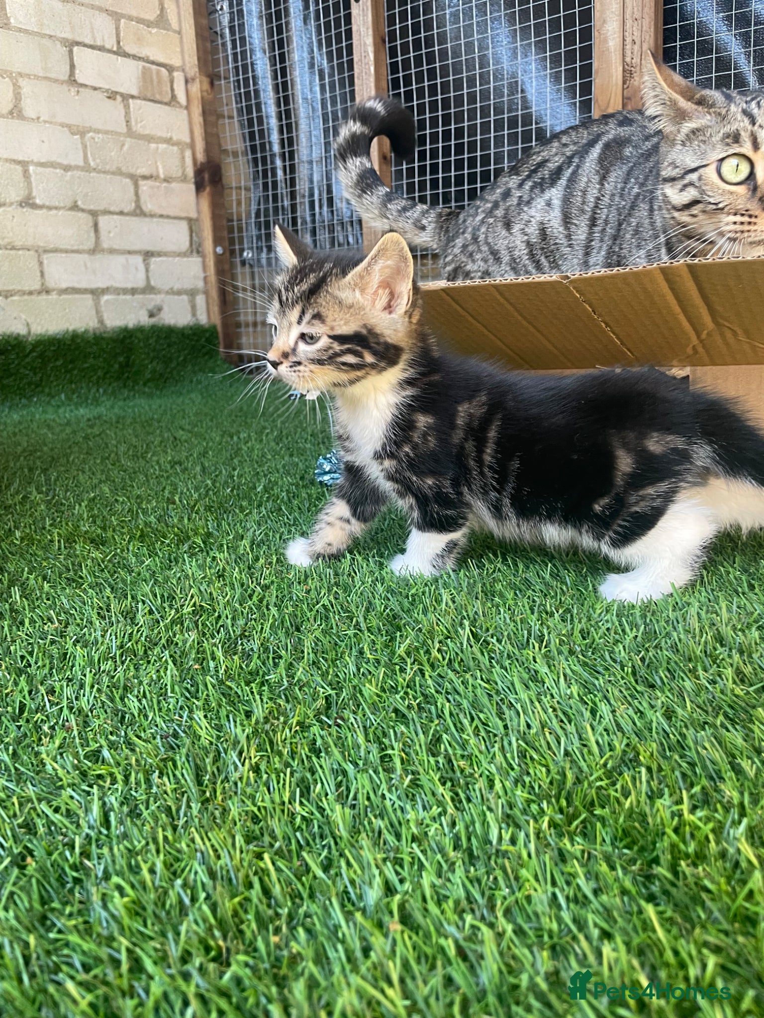 Mixed Breed cats Bengal x kittens  - Advert 1