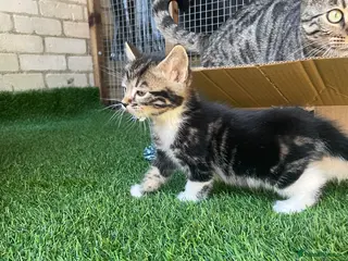 Mixed Breed cats Bengal x kittens - Advert 1
