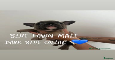 French Bulldog dogs - Advert 15