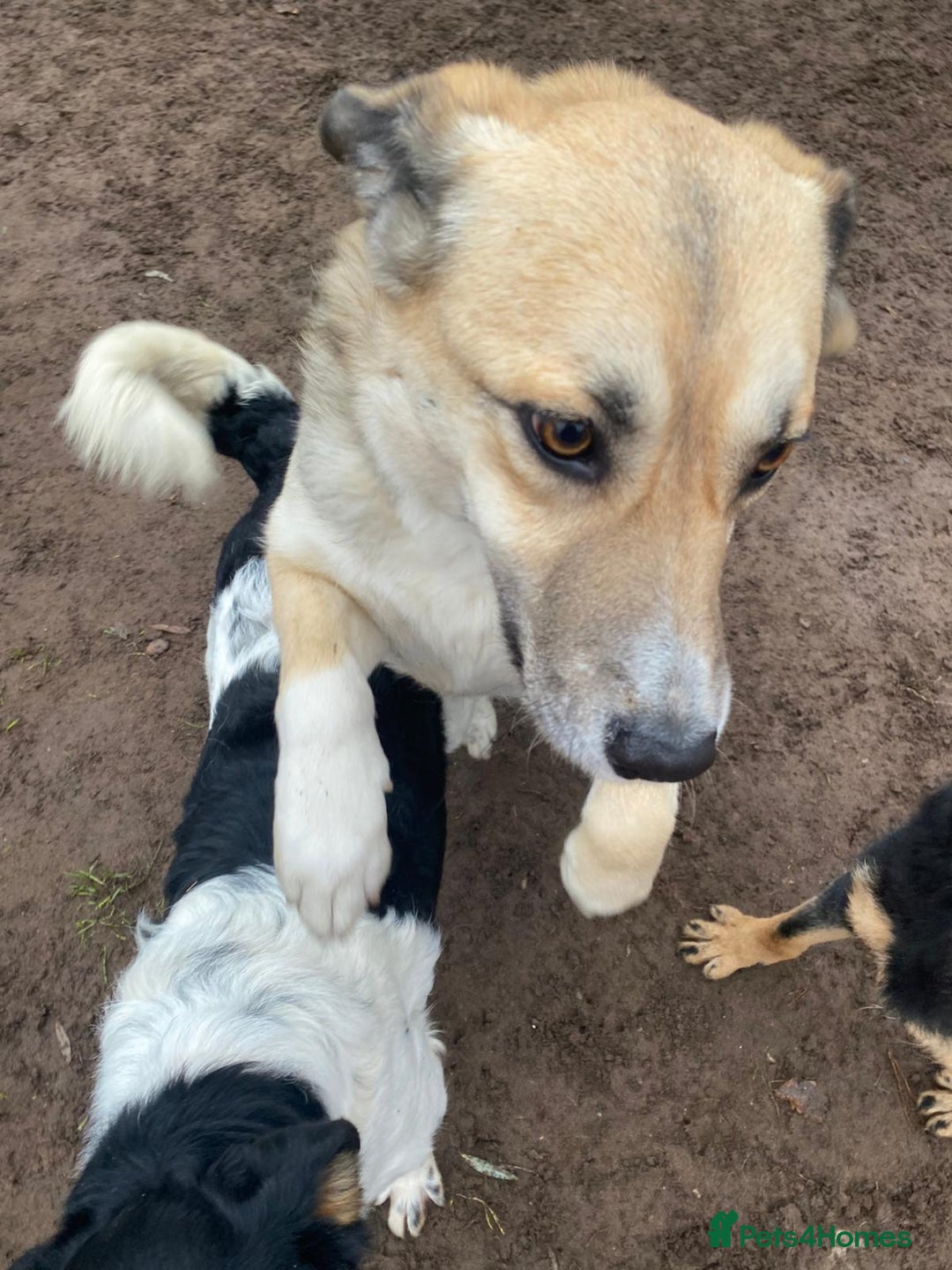 Mixed Breed dogs for adoption: CHLOE - a Lovely mix breed Girl, for a Loving Home - Image 2