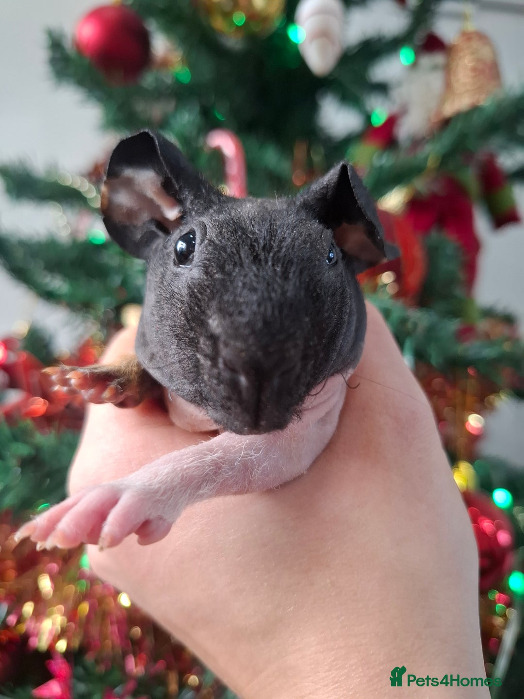 Guinea Pig rodents for sale: Skinny guinea pig boars. - Advert 8