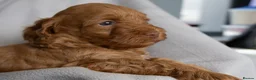 Cockapoo dogs for sale: Beautiful Cockapoo Puppies - Advert 5