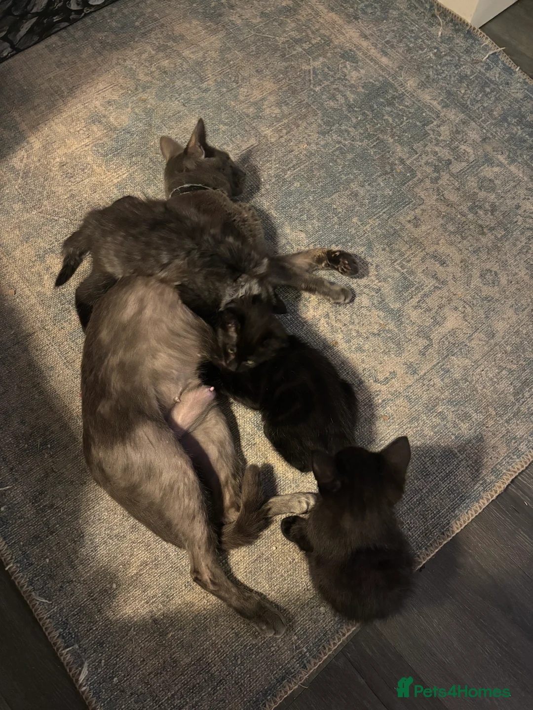 Mixed Breed cats for sale: 3 Gorgeous black kittens, 1 boy Left - Advert 2