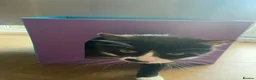 Mixed Breed cats for sale: Two male kittens  - Advert 4