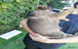 German Shepherd dogs for sale: German shepherd  - Image 30