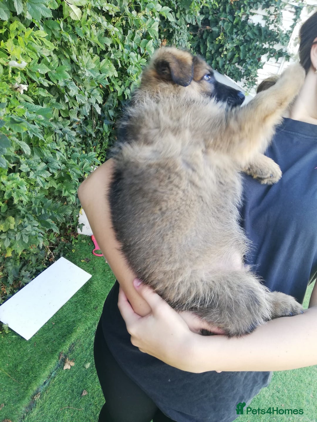 German Shepherd dogs for sale: German shepherd  - Image 30