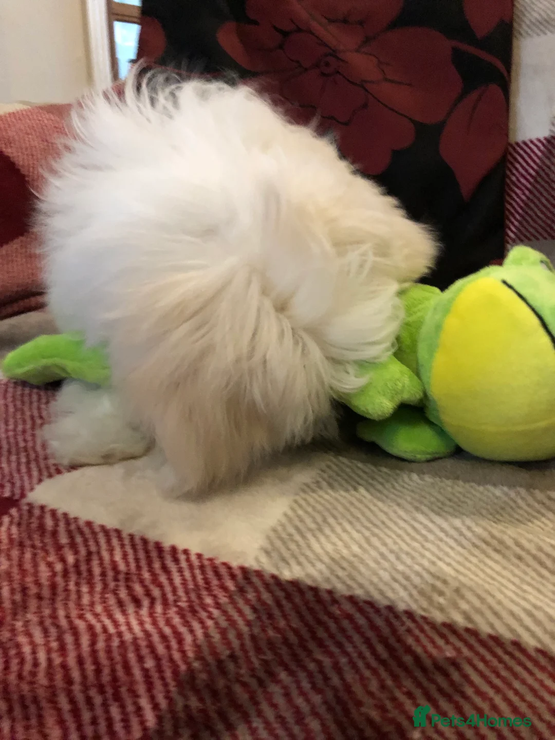 Malshi dogs for sale: shihtzu x maltese puppies for sale - Advert 11