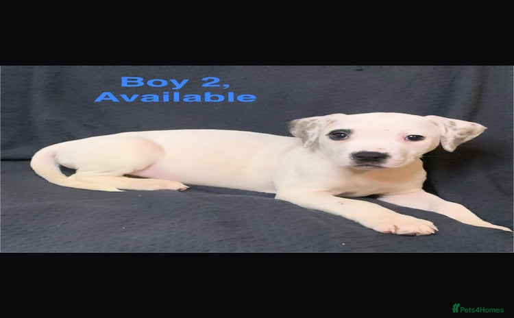American Bulldog dogs - Advert 9