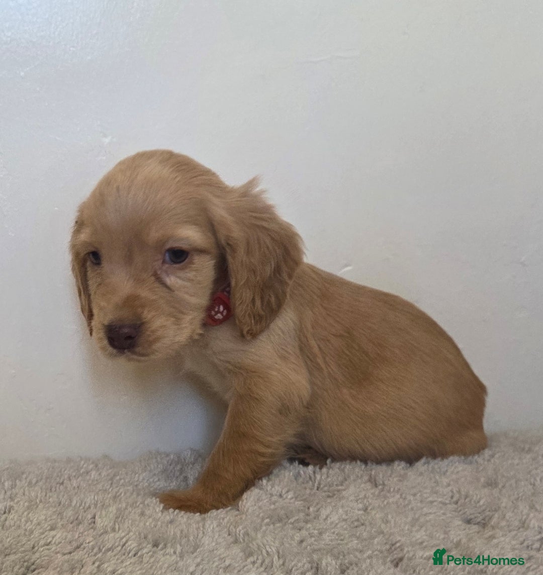 Cocker Spaniel dogs for sale: 6 cocker spaniel pups  - Advert 11