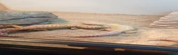 Leopard Gecko reptiles for sale: 2 Leopard geckos in Aldershot - Advert 3