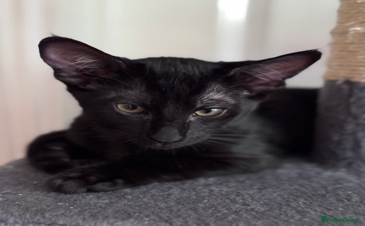 Mixed Breed cats - Advert 14