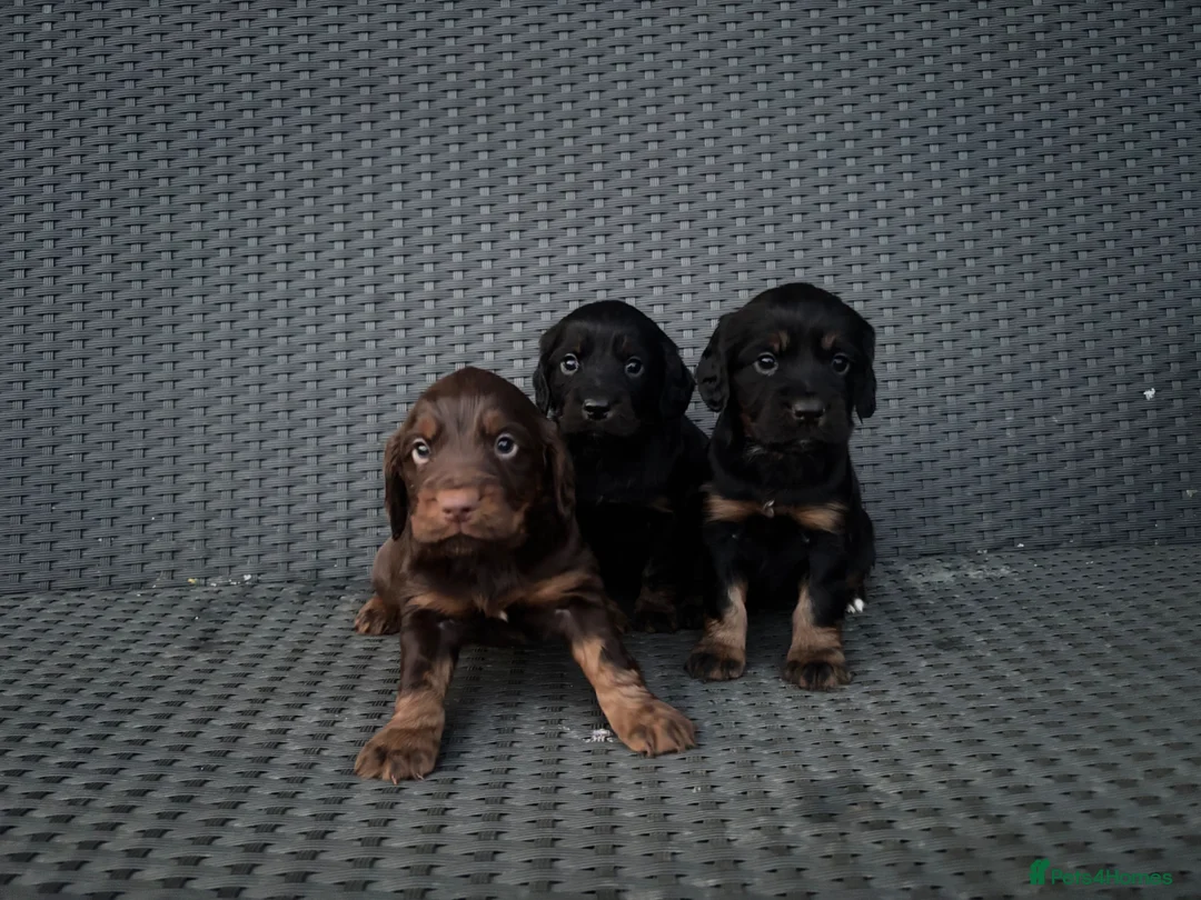 Cocker Spaniel dogs for sale: Tri Coloured Spaniels - Advert 2