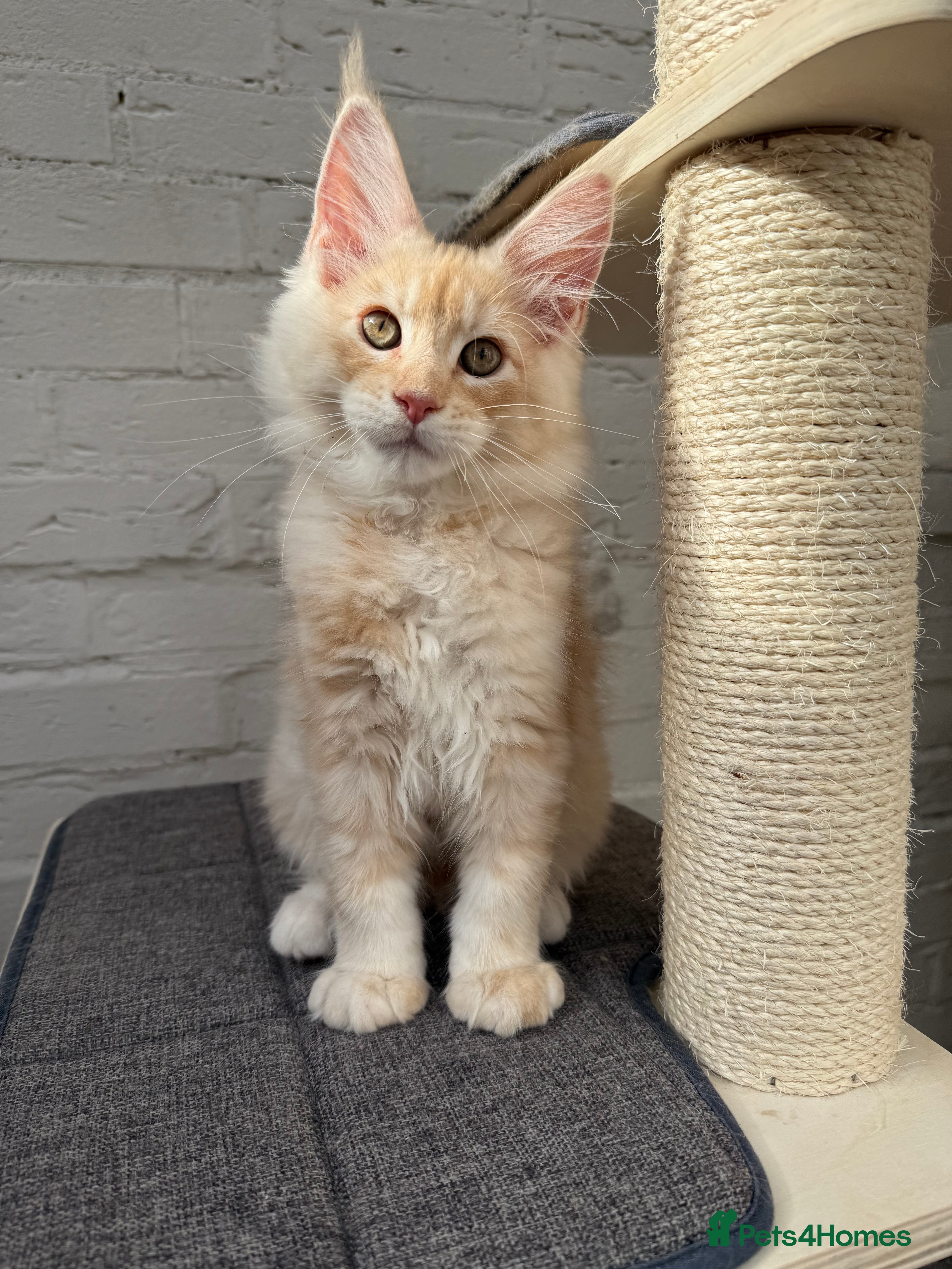 Maine Coon cats Champion Sired TICA Pedigree Maine Coons - Advert 2