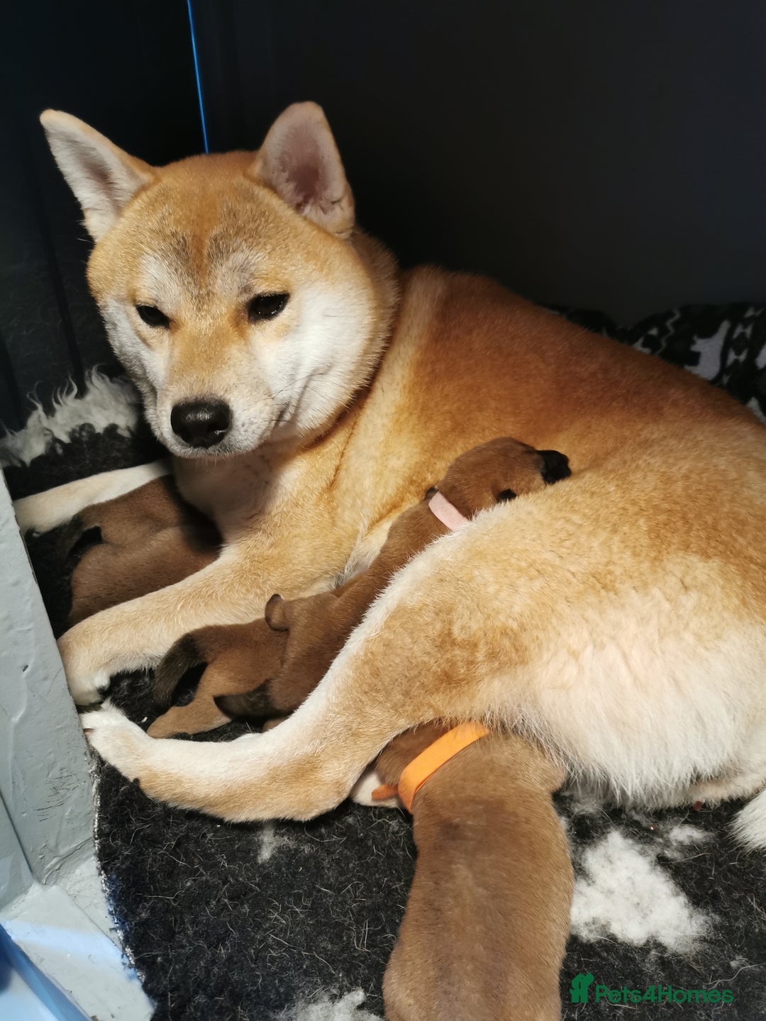 Japanese Shiba Inu dogs for sale: 1 KC Shiba inu girl left.  - Image 14