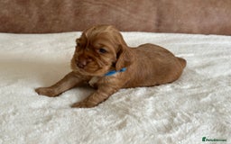 Cocker Spaniel dogs for sale: Extensively Health Tested KC Reg Puppies  - Image 17