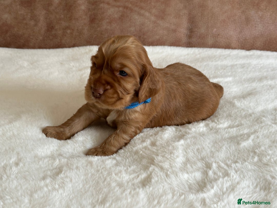Cocker Spaniel dogs for sale: Extensively Health Tested KC Reg Puppies  - Image 17