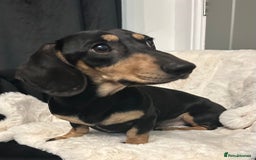 Miniature Dachshund dogs for stud: KC Reg Black/cream,proven,gorgeous boy stud only  - Image 2