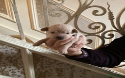 Chipoo dogs for sale: Chipoo - Advert 6