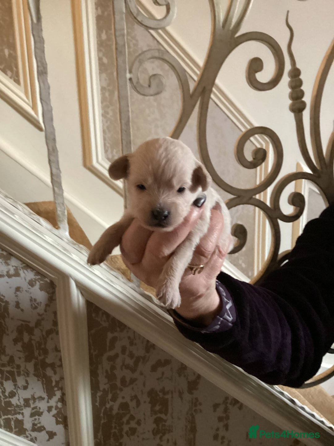 Chipoo dogs for sale: Chipoo - Advert 6